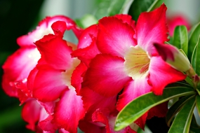 红色沙漠玫瑰花卉摄影图片